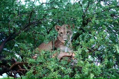 3 Nights 4 Days Safari